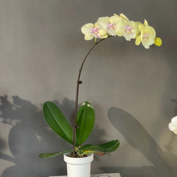 【大吉大利】黄色系大舌头大花型 好养耐养 基地直发