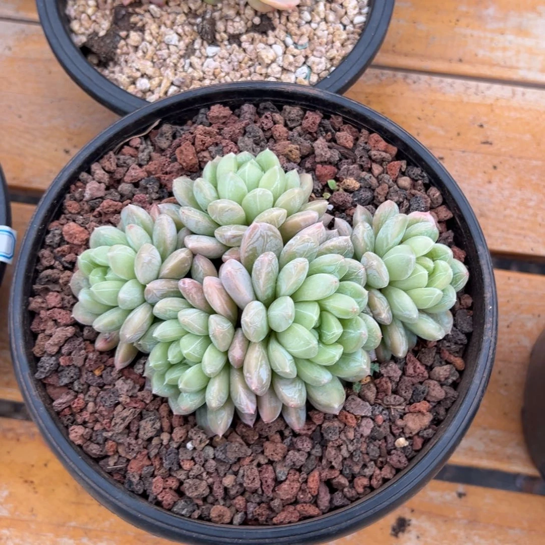 多肉百达翡翠【非偏远地区满18包邮】