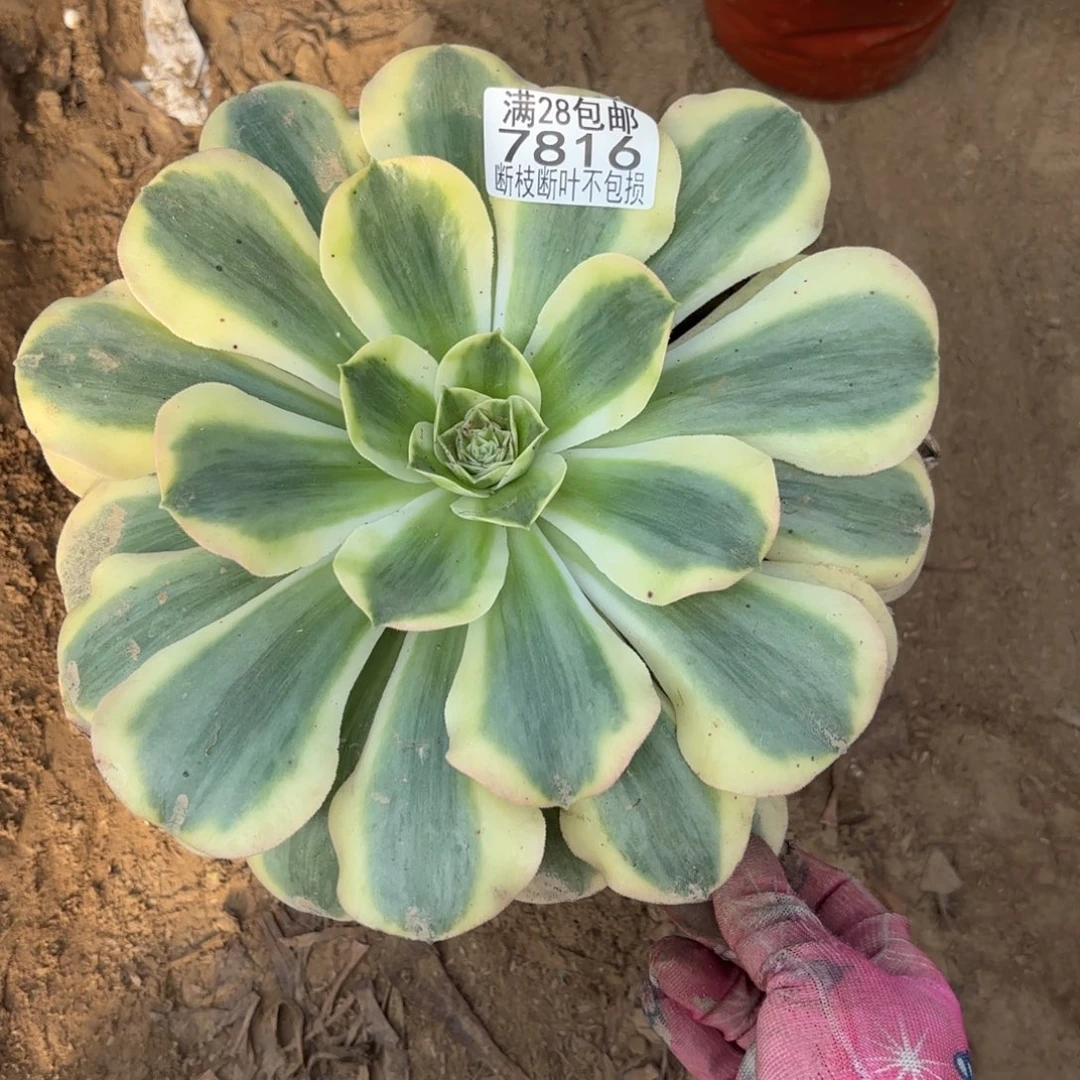 M. 7816香炉盘多肉，bale