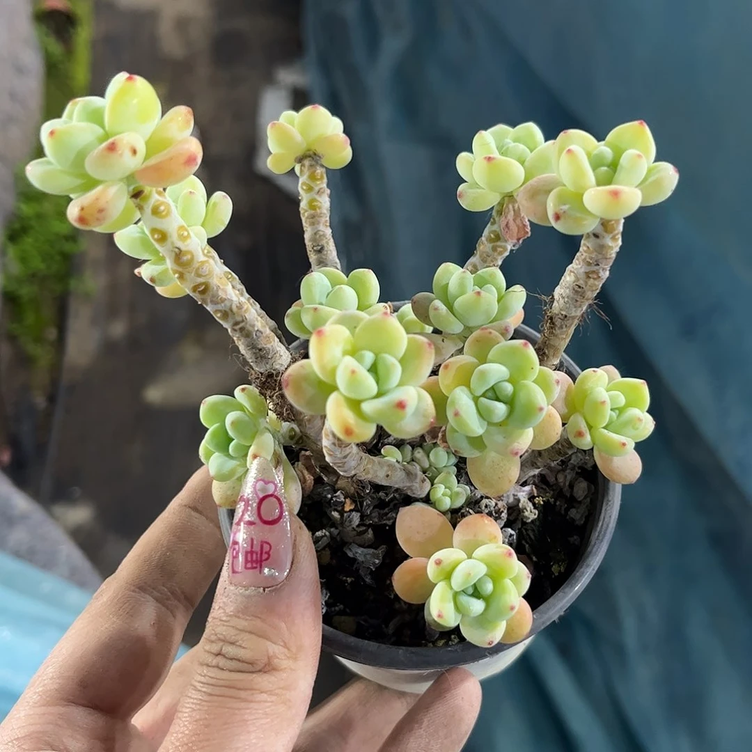 ?*26034一物一拍单头发货