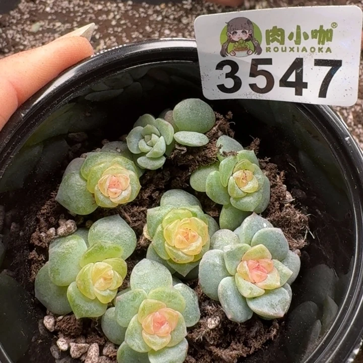 多肉植物多肉植物