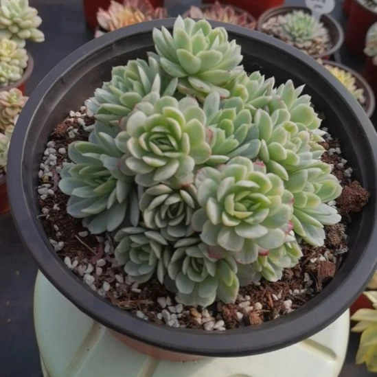 奶油贝瑞白覆轮锦群