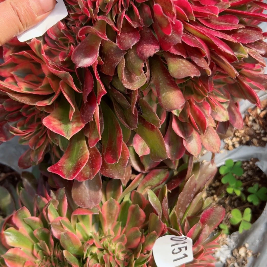 152 号多肉植物法师新号福利