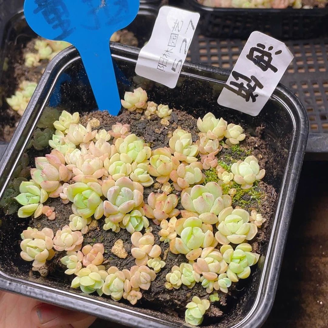 量拍多肉植物多肉植物527