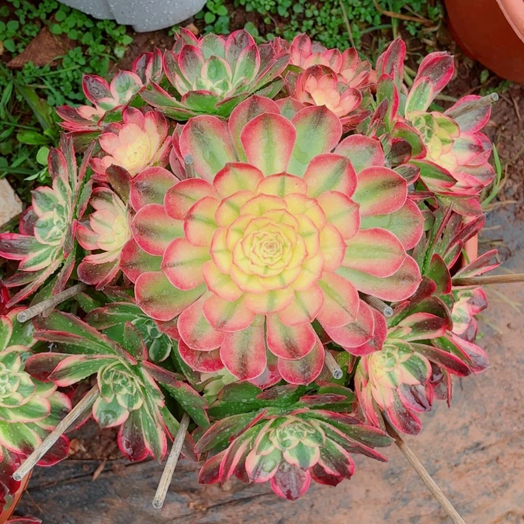 云南多肉植物海鲜