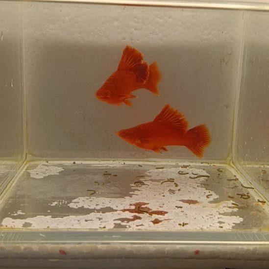 沉***默红剑鱼高鳍红剑观赏鱼