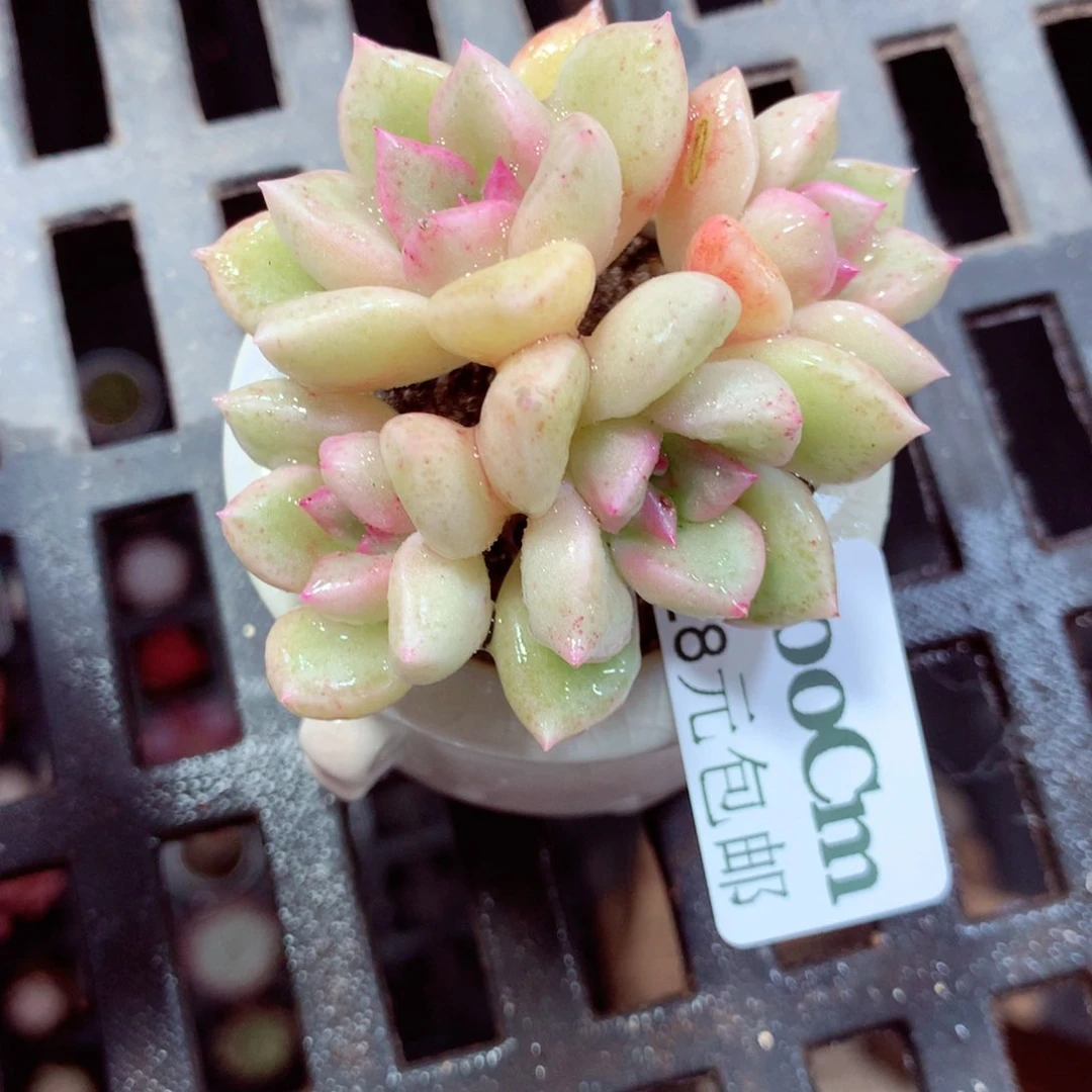 5厘米盆精控多肉200