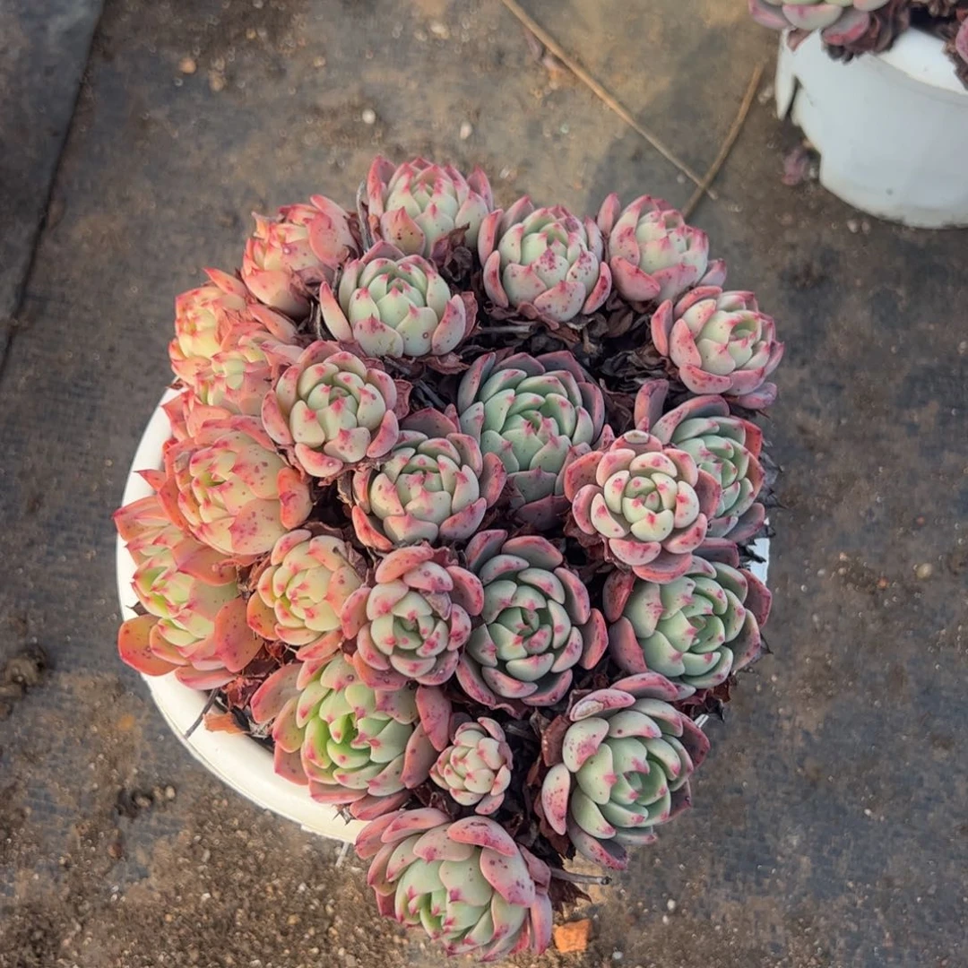 娜娜小勾手捧多肉