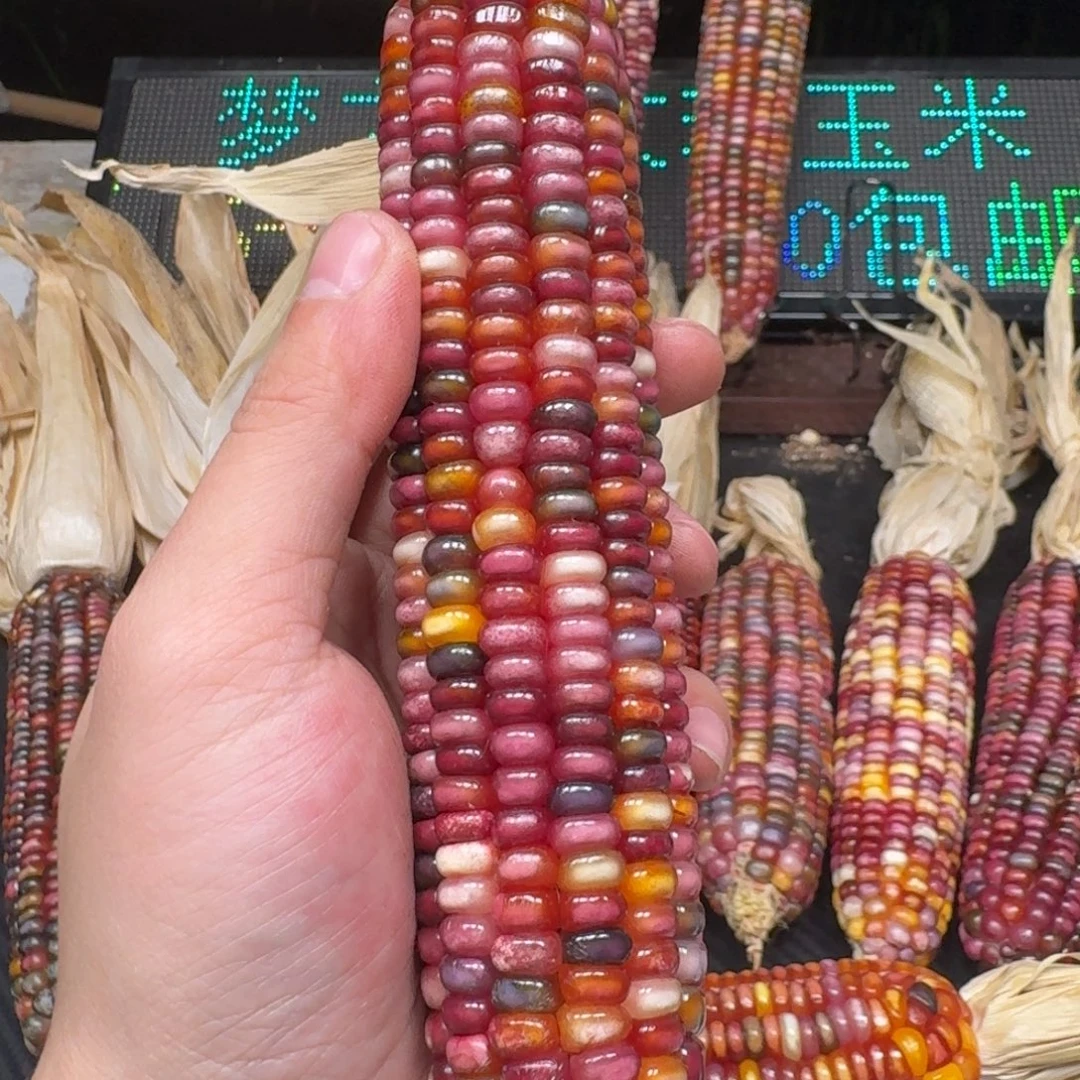 柯***铺柏香籽/百香籽吊坠