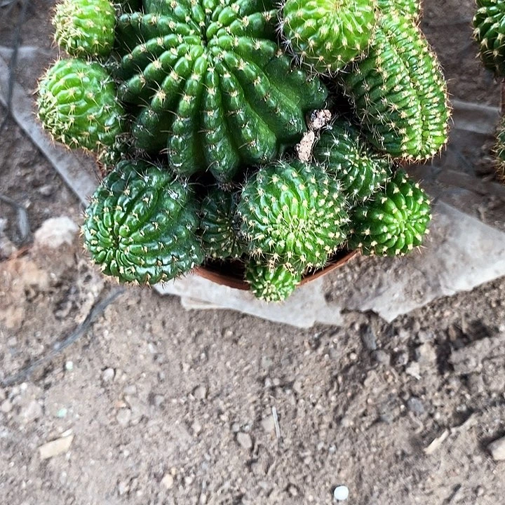 红黑心，5公分左右