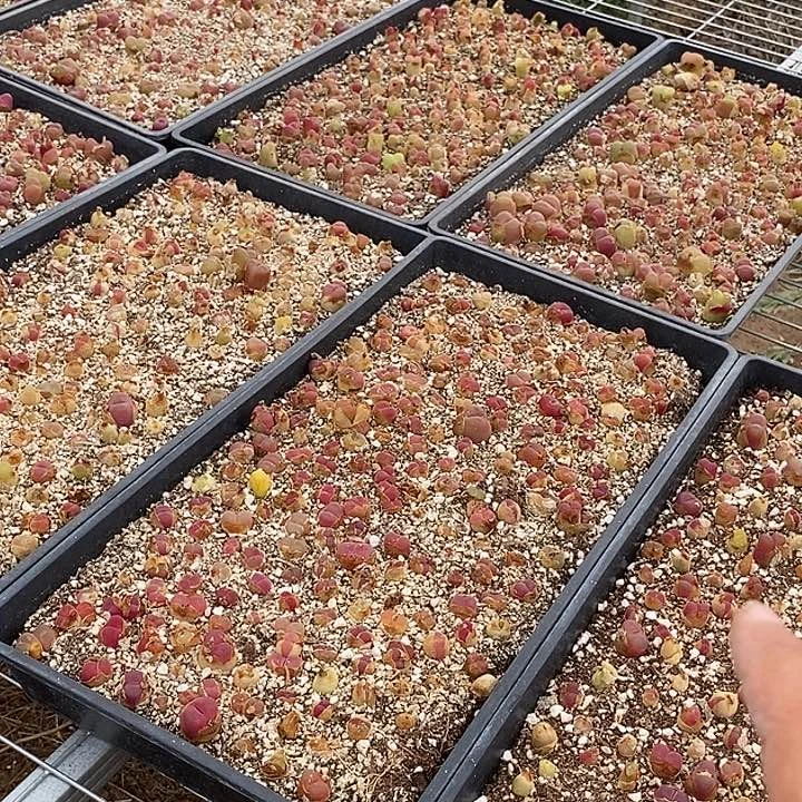 29542一筐   带框发