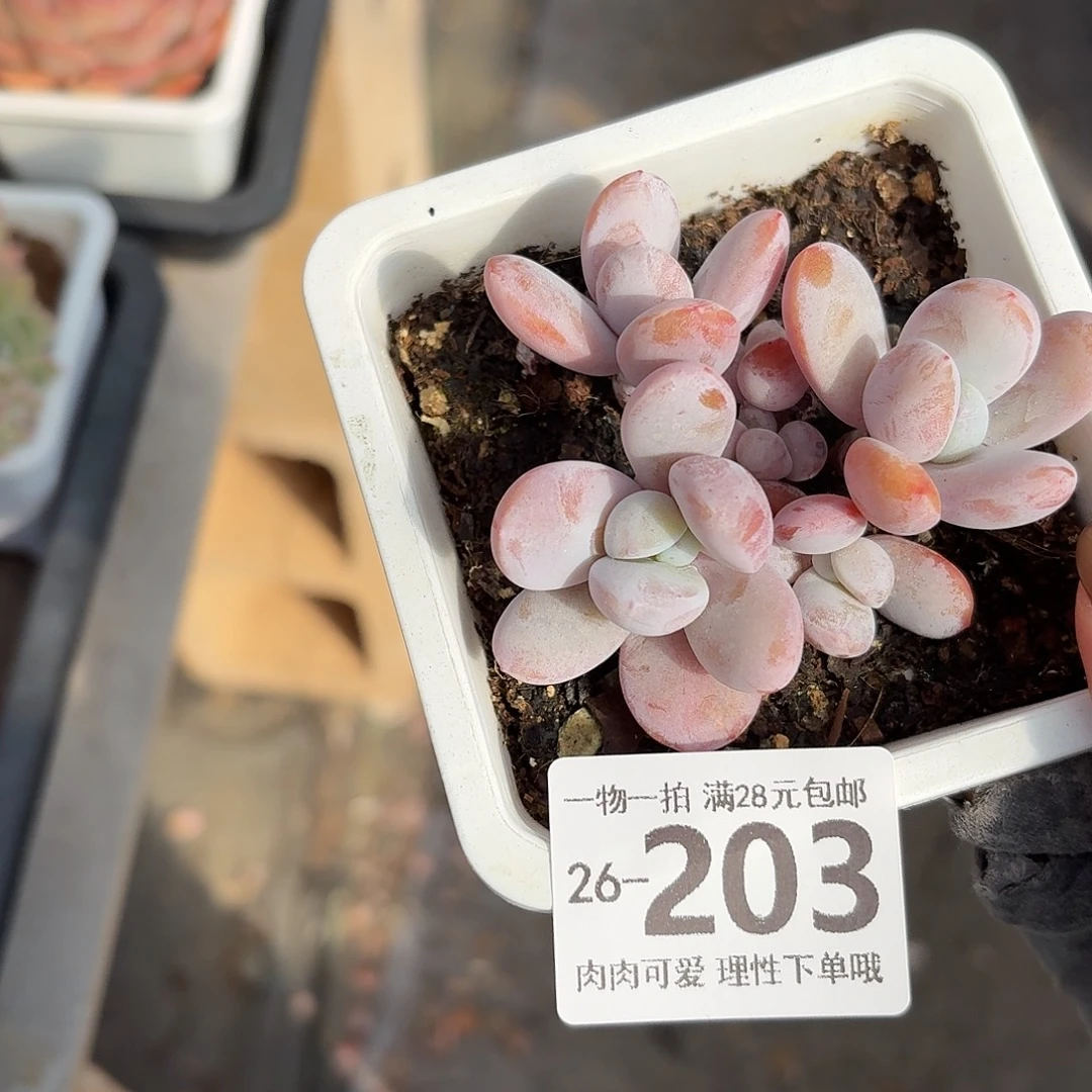 雪美人无盆土发货无