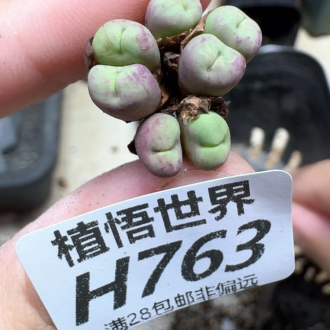 多肉植物的润泽从v