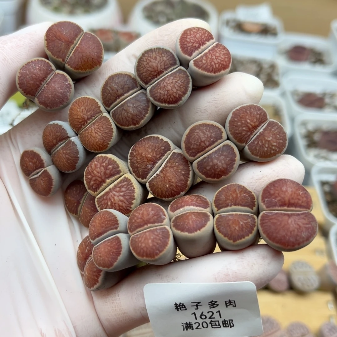 珍***惜1621号一首红窗菊发货