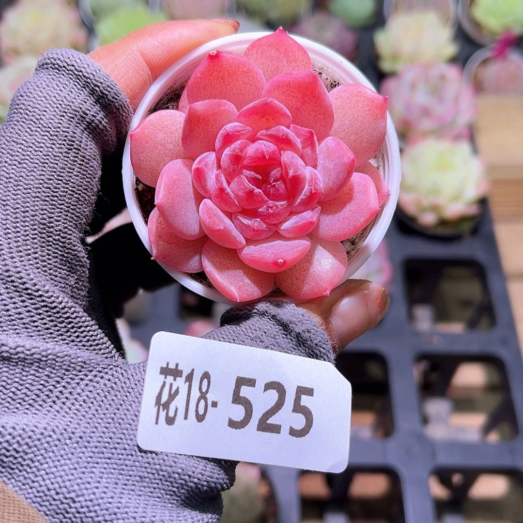 花18-525果汁单头