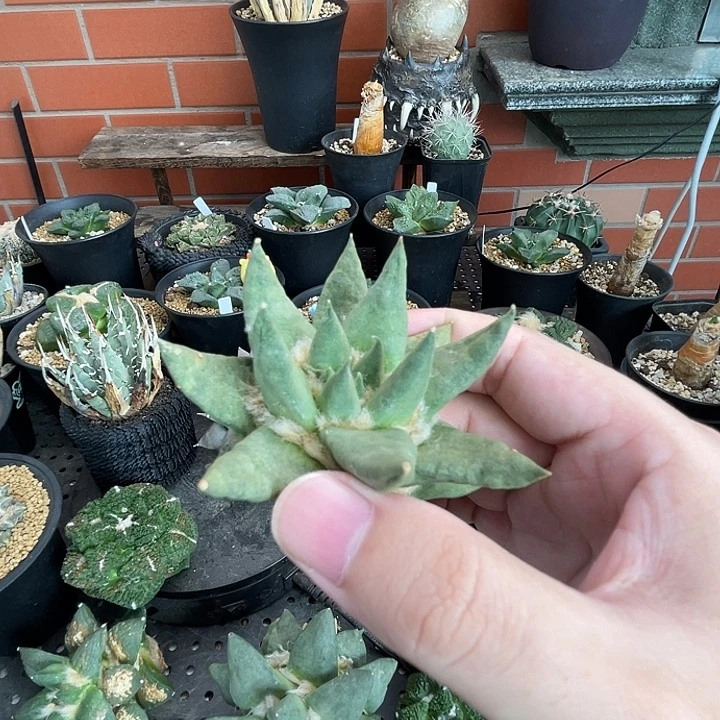 自根龙牙一一一一