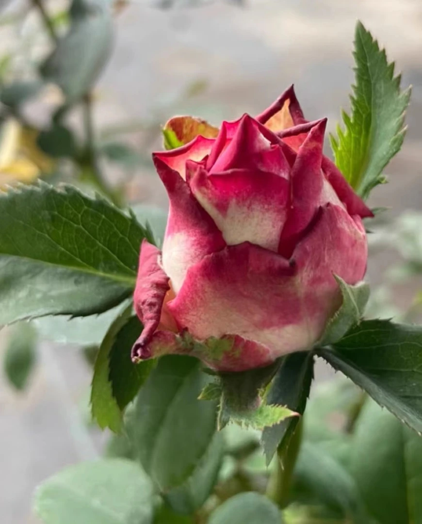 苗圃自用助剂月季花绿植花卉使用产品