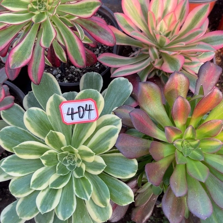 多肉植物404不售后