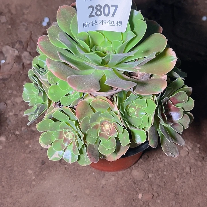 2807香妃多肉植物保护