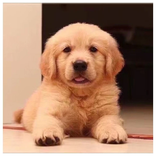 金毛幼犬大骨架沙滩金毛双血统枫叶红高智商导盲犬活宠物狗狗