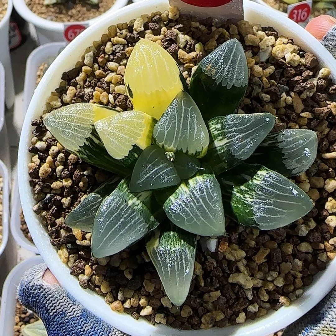 691号克锦极上斑 7 厘米左右一物一拍带盆发货