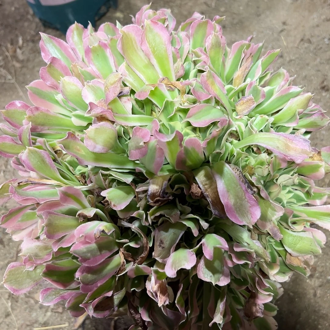 多356肉植物白风法师