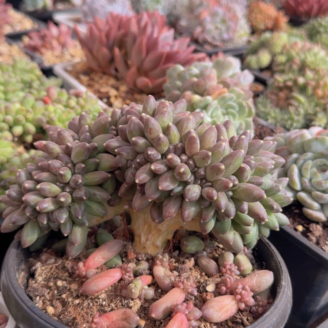 【闪购商品】千代田小树39.9