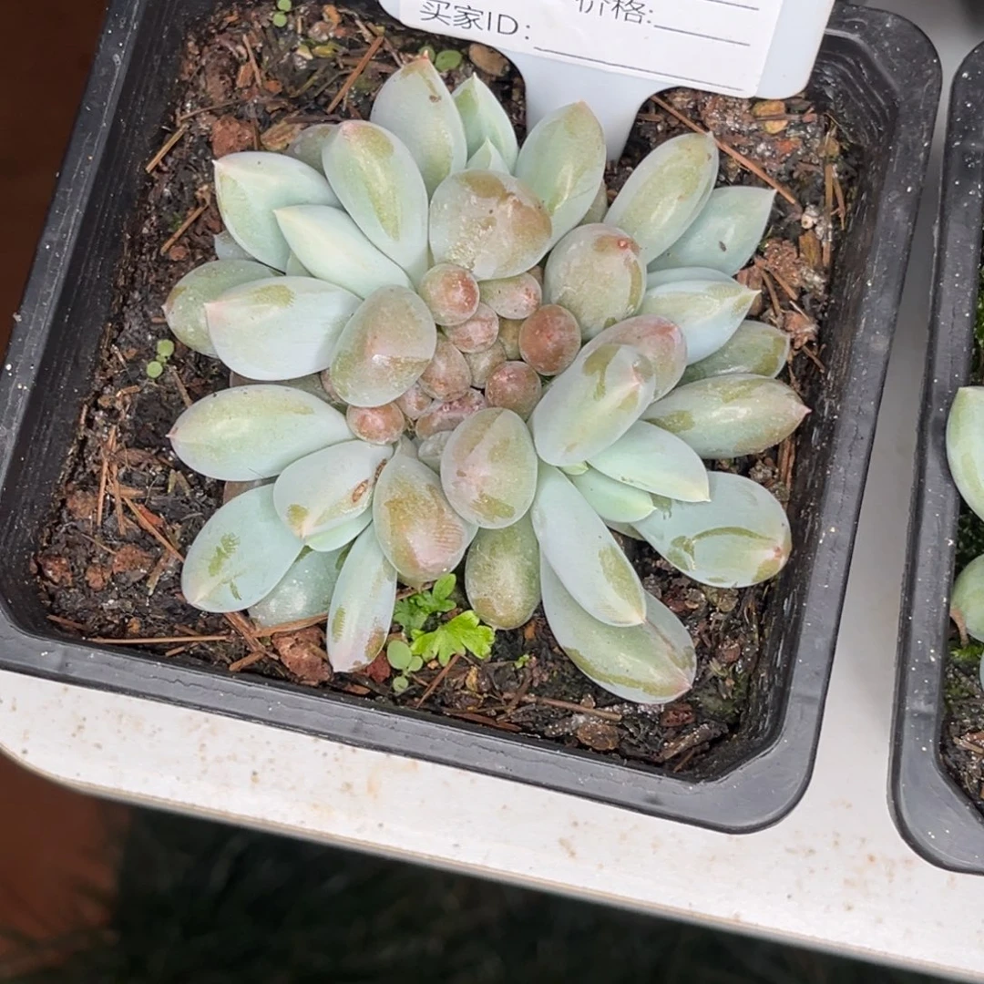 彩胖体哥特多肉植物675