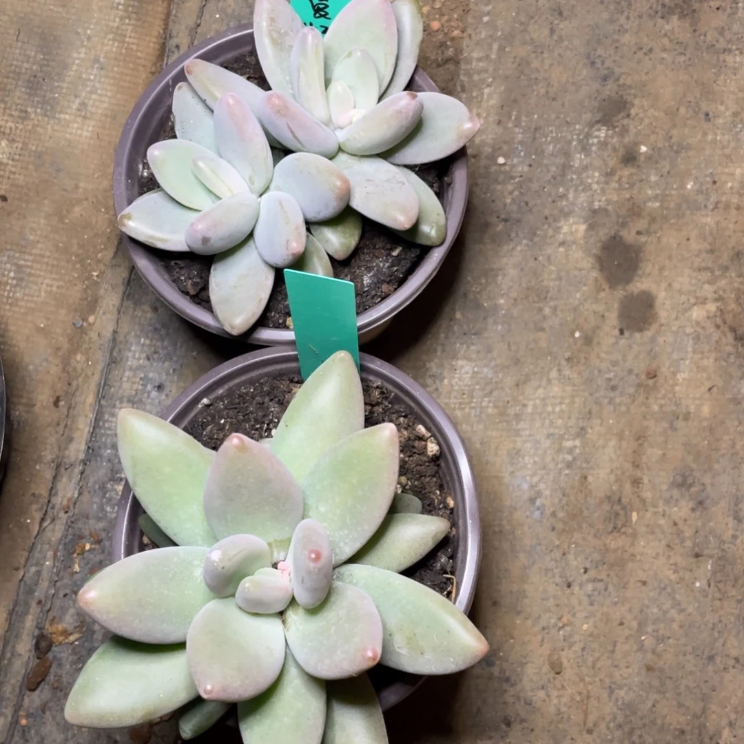 多肉植物的生长发育和生长发育