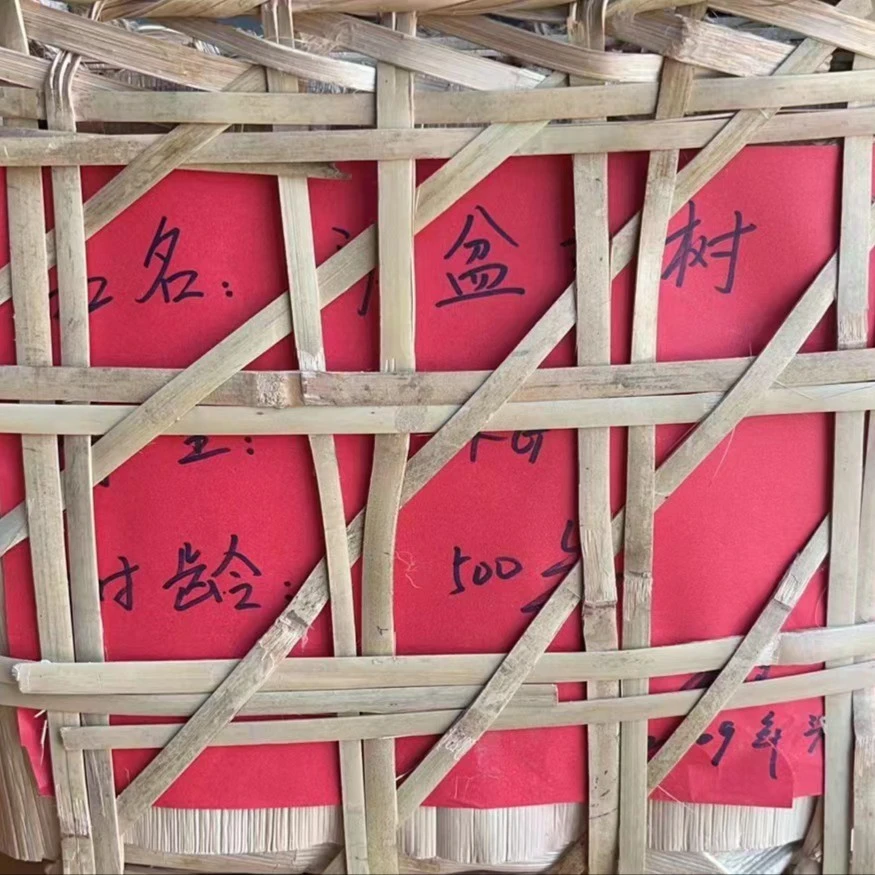 2009年云南干仓班盆古树 普洱生茶 7kg/500g