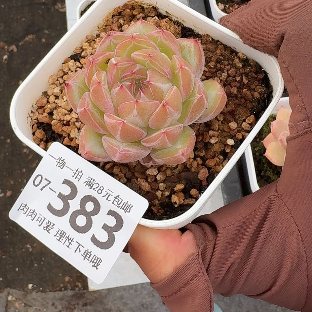 雪花珍妮无盆土无盆土