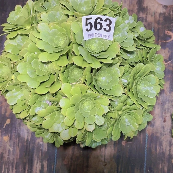 【闪购商品】杜*轩563绿玫瑰2-3