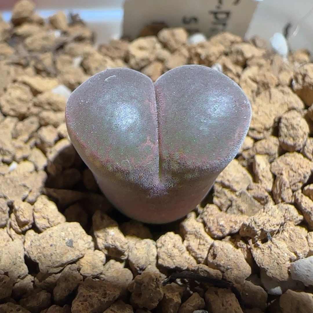 肉锥多肉植物组合-帕法德486