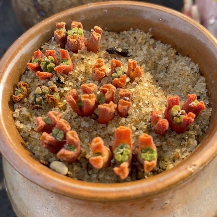 3头火柴头一颗一颗