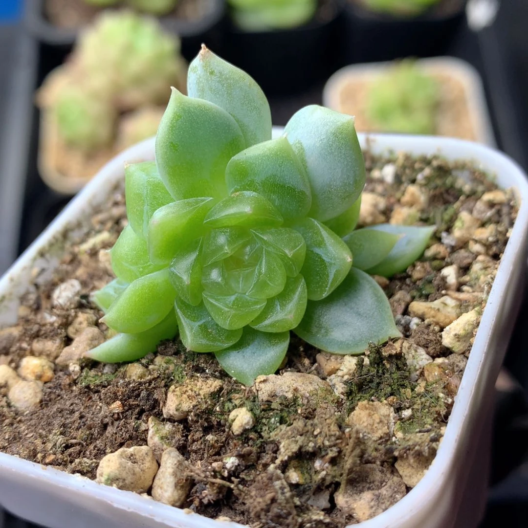 58包邮  群生不包整 16