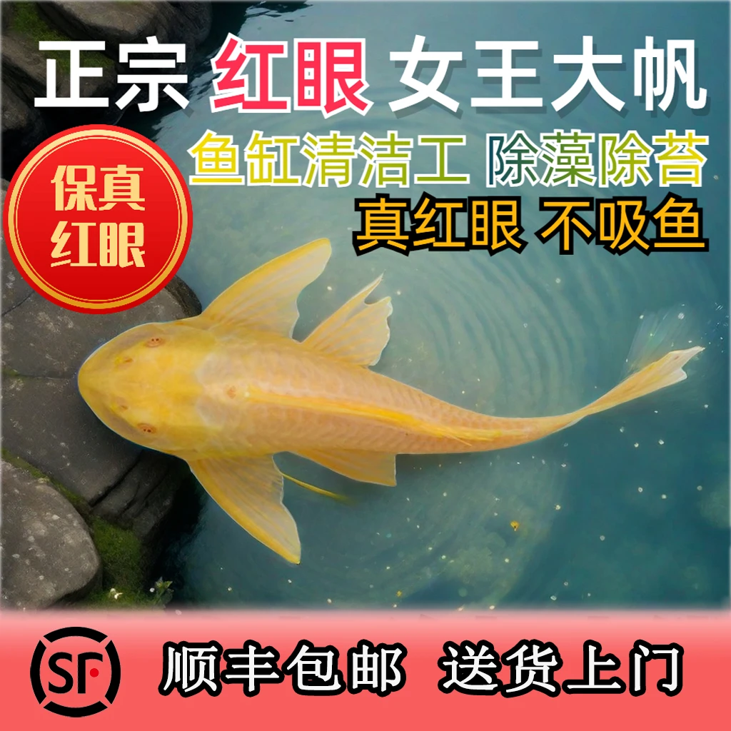 正宗红眼女王大帆鱼清道夫清洁鱼清藻鱼白云鱼缸好养的观赏鱼