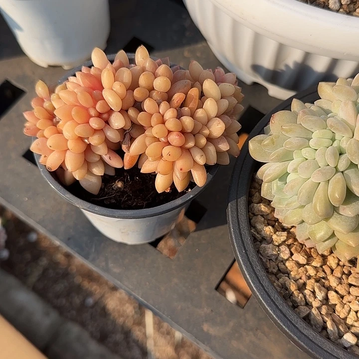 钱***了青蛙王子儿童牙膏套装11