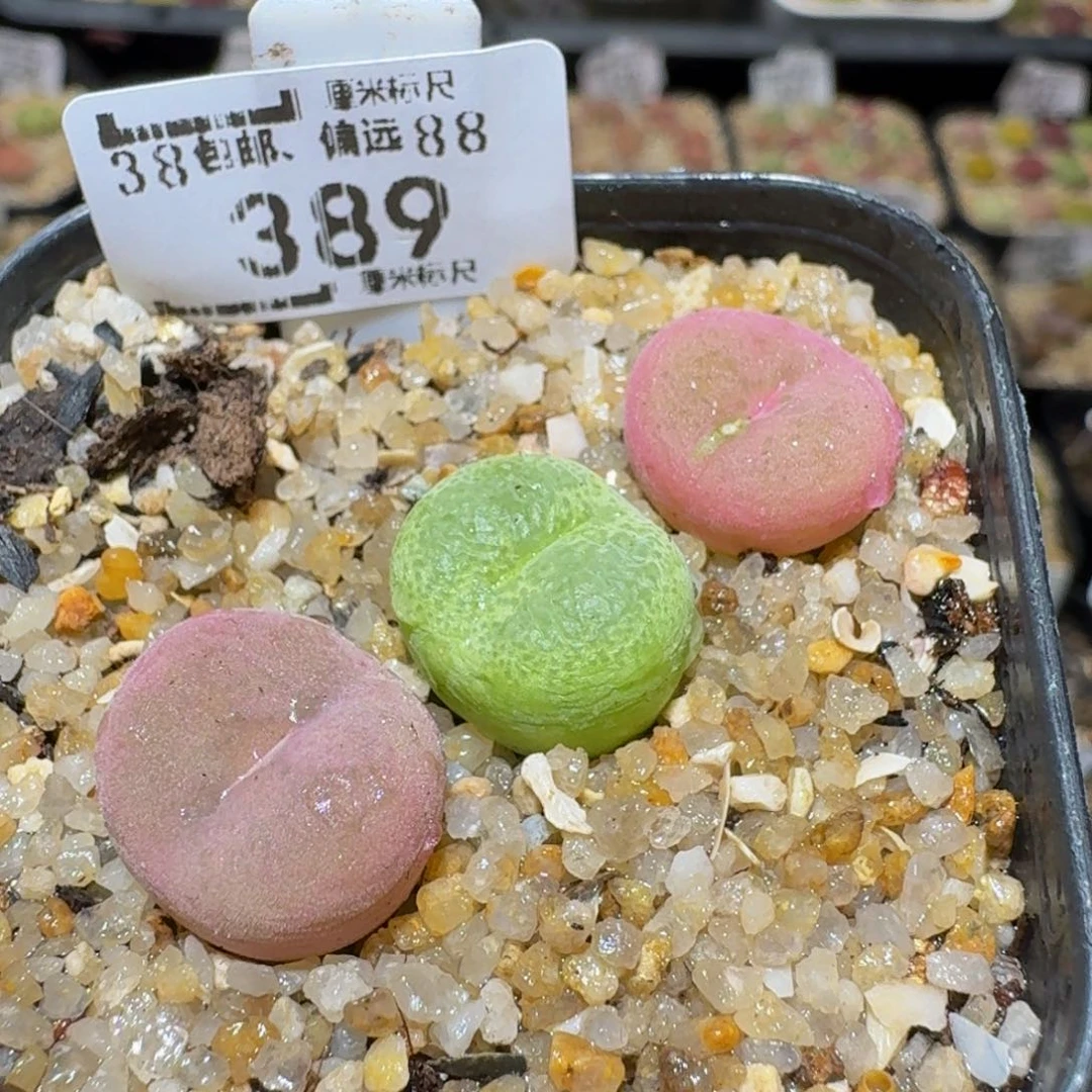 Ssss精品生石花389