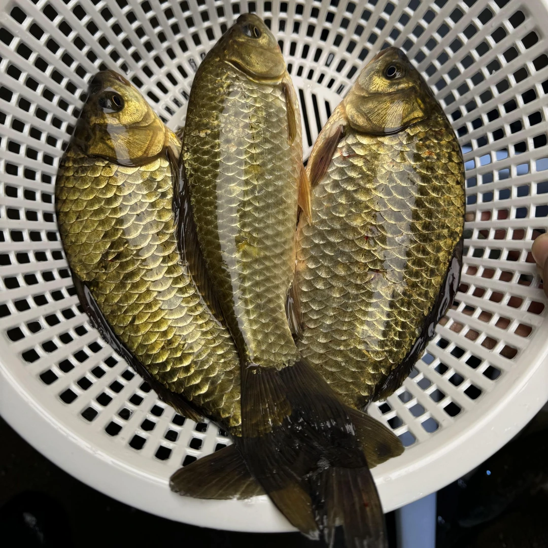 电工品质野生鲫鱼不卖挂网鱼