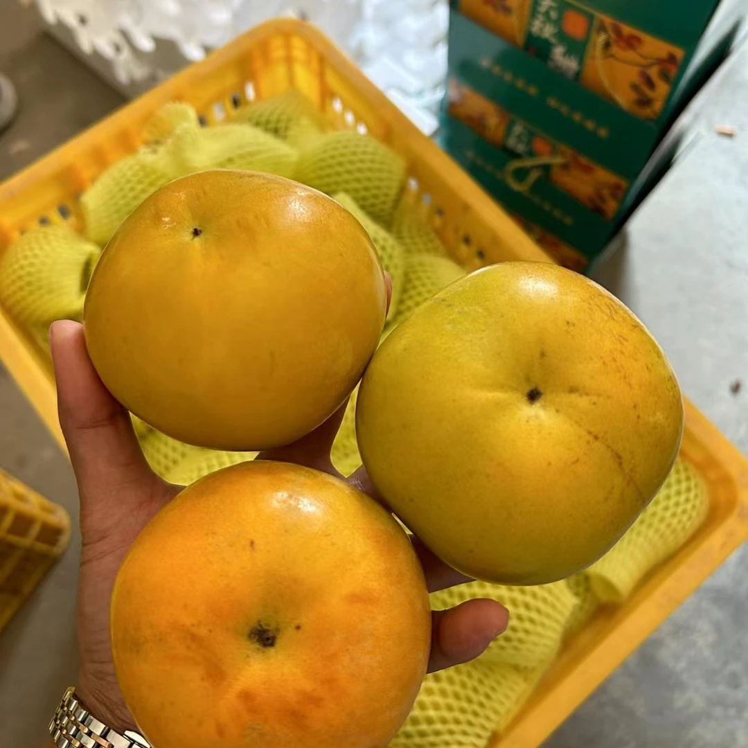 广西桂林大秋甜柿 自然成熟 脆甜爽口 现摘现发 五斤包邮