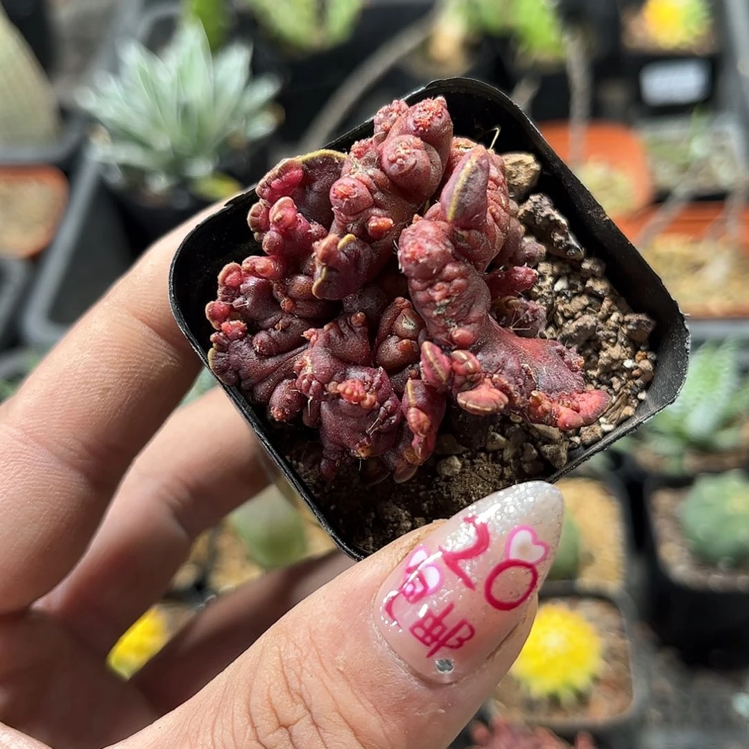 高沙石化单头发货有根