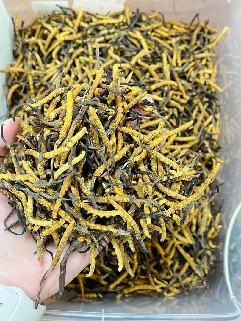 高源北虫草15条+5条