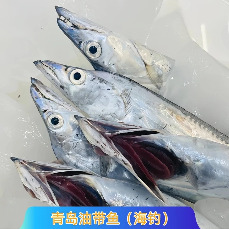 【刀鱼】 青岛本地小眼油带鱼 （钓带）积米崖码头当日鲜鱼码头直发