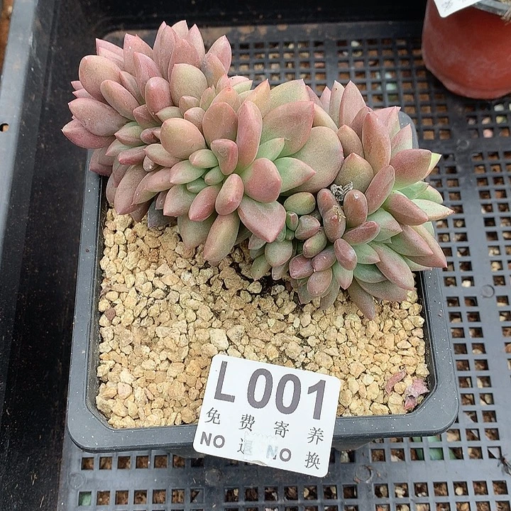桃花源缀化 默认土里有侧切