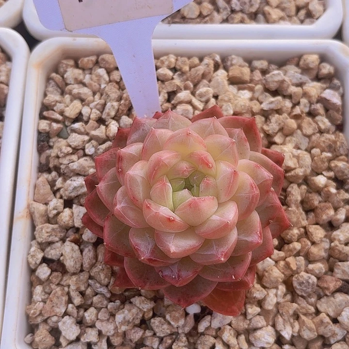 j****e乔伊18028一物一拍