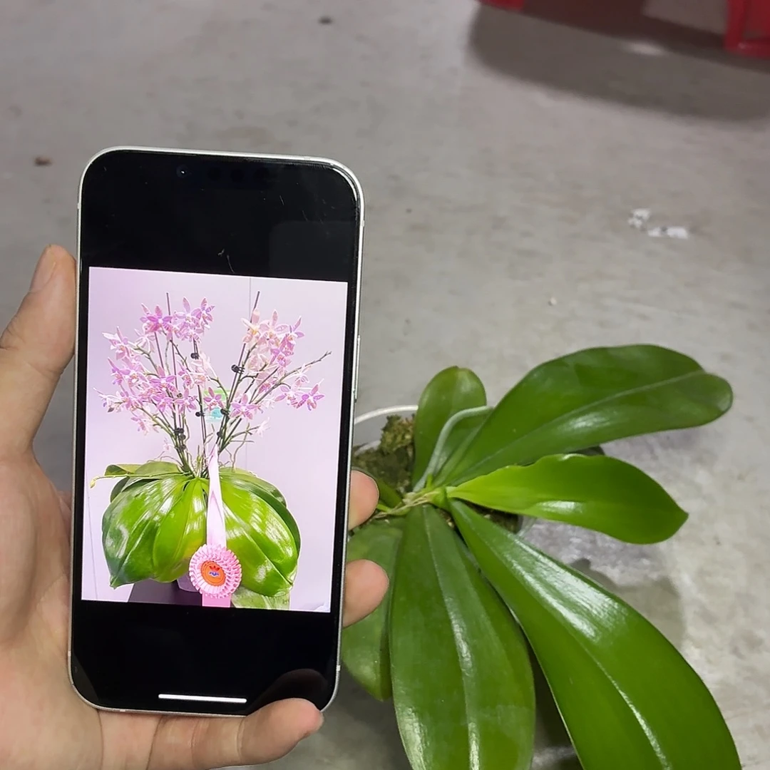 当前无花朵，栽培后可花朵A5151海底世界三寸