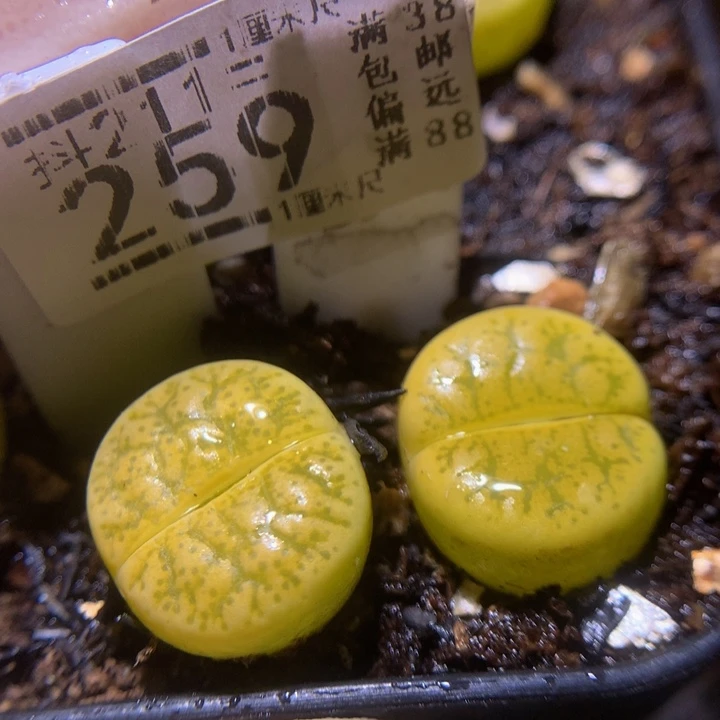 生石花多肉211.259