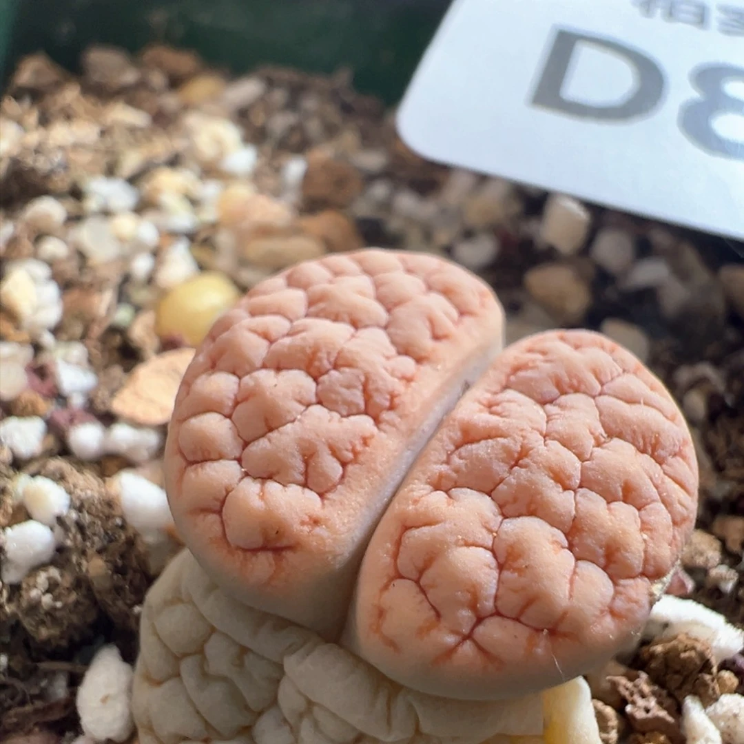 803。青蛙优选189