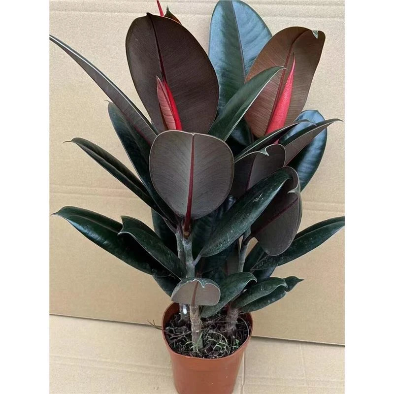 黑金刚橡皮树盆栽植物室内客厅绿植净化空气吸甲醛桌面好养花卉