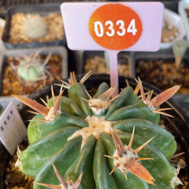 苗接侧芽割刺王凌波0334